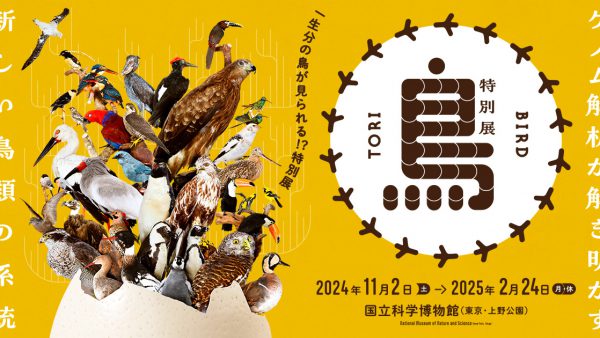 鳥 ～ゲノム解析が解き明かす新しい鳥類の系統～